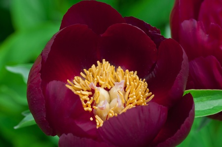 Close up shot of a dark red peony flowerの写真素材
