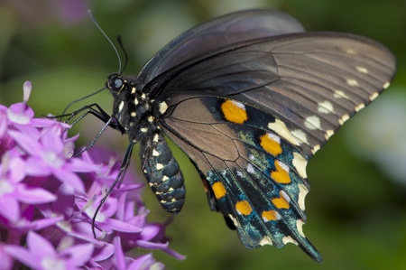 Swallowtail Butterfly feeding on purple flowerの写真素材