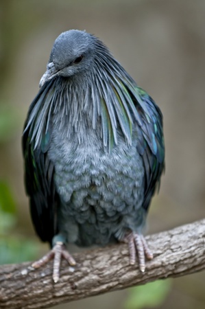 Close-up shot of a Nicobar Pigeon sittin on the branchの写真素材