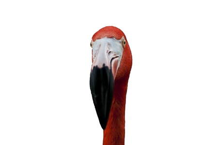 Close-up shot of a single Flamingo Bird Facing Cameraの写真素材