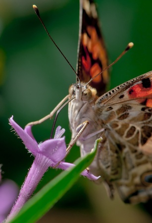 Painted Lady Butterfly feeding on a purple flowerの写真素材
