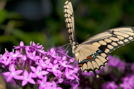 Tiger Swallowtail Butterfly feeding on a purple flowerの写真素材