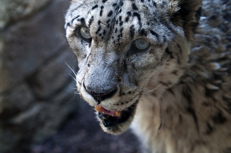 Close-up shot of a snow leopard's headの写真素材