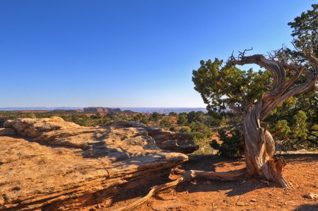 Dry curved tree on the top of the canyonの写真素材
