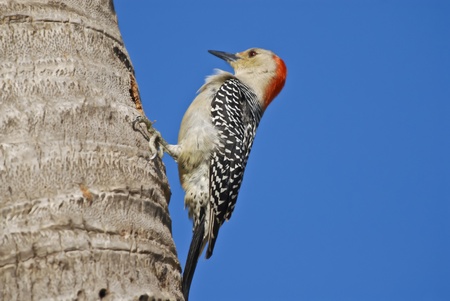 Red Headed Woodpecker on the palm treeの写真素材