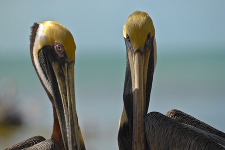 Two funny looking Brown Pelicans one looking directly into the cameraの写真素材