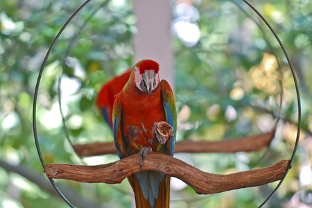 Cute red Macaw holding a nut shell in it's clawsの写真素材