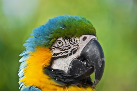 Close-up shot of a Maca's profileの写真素材
