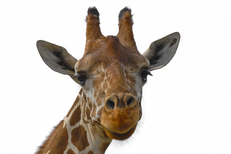 Close-up shot of a Giraffe's head over white backgroundの写真素材