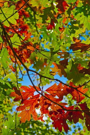 Colorful Bright Vibrant Leaves against blue skyの写真素材