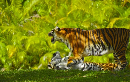 Two Young Bengal Tigers against bright green palm tree leaf backgroundの写真素材