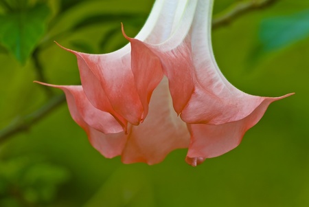 An angel's trumpet flower with white and pink coloring の写真素材