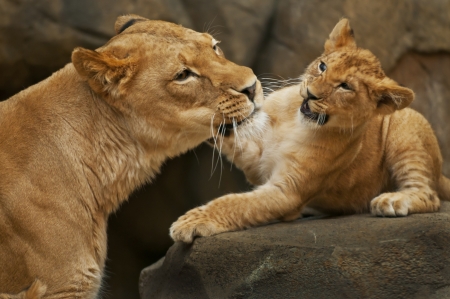 Little lion cub playing with her motherの写真素材