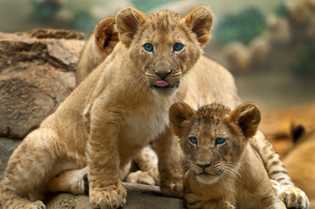 Two little Lion Cubs looking at something one has its tounge sticking out.の写真素材