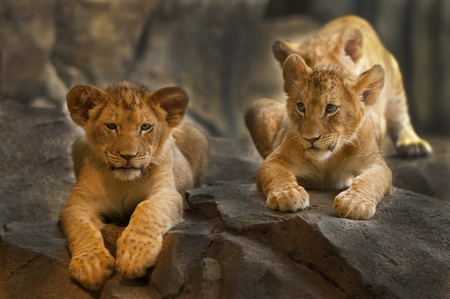 Two five month old Lion Cubs sitting on the rock.の写真素材