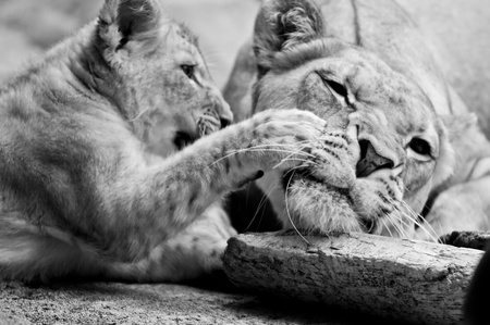 Black and White photo of a little lion cub and its mother.の写真素材