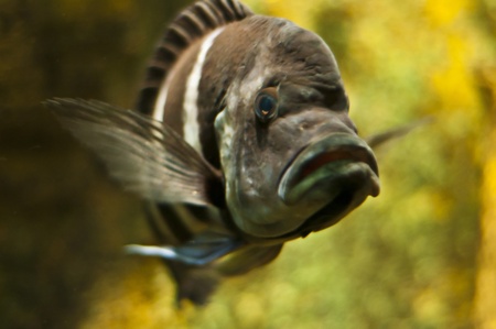 Close-up shot of a black and white tropical fish
