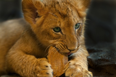 Four Month old Lioness playing with small piece of woodの写真素材