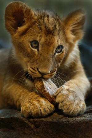 Four Month old Lioness playing with small piece of woodの写真素材
