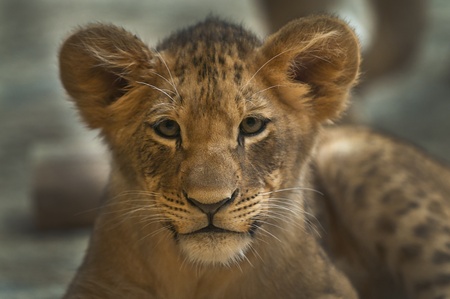 Four month old lioness looking directly into the cameraの写真素材