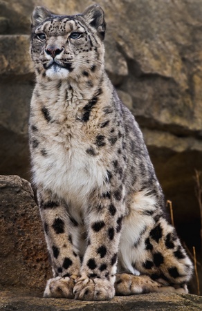 Adult Snow Leopard Sitting on the rock looking awayの写真素材