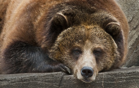 Close-up shot of a Huge Grizzly Bear lying on the rock looking towards the camera