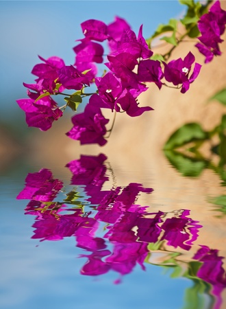 Beautiful Bougainvillea plant reflection in the crystal clear calm water の写真素材