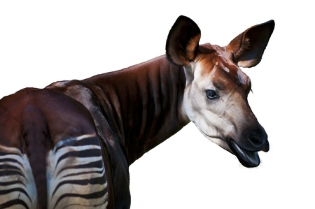 Close-up shot of an Okapi isolated over whiteの写真素材