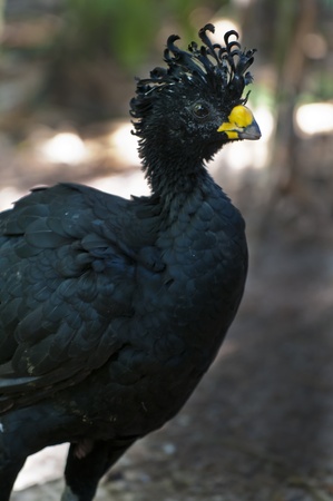 Close-up shot of a proud Great Curassow Birdの写真素材