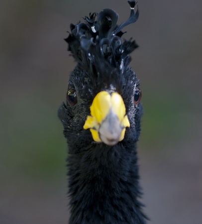Close-up shot of a proud Great Curassow Birdの写真素材