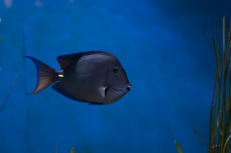 Ctenochaetus hawaiiensis - Hawaii-Borstenzahndoktorfisch blue tang fishの写真素材