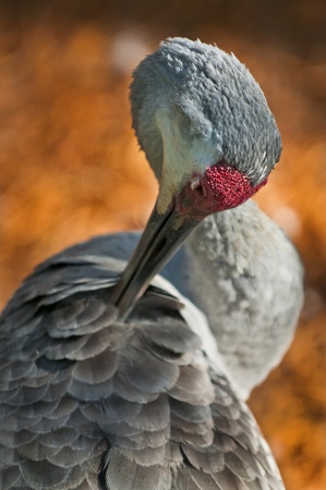 Close-up shot of a sandhill crane grooming its feathersの写真素材