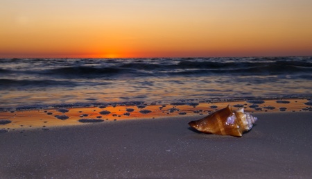 West Indies Fighting Conch on the beach at beautiful sunsetの写真素材