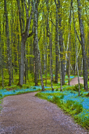 Spectacular view of a trail in Michigan surrouned by blue forgetmenotsの写真素材