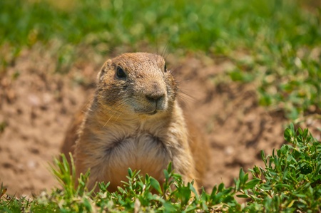 Cute little Prairie dog  in a Prairie dog town in South Dakotaの写真素材