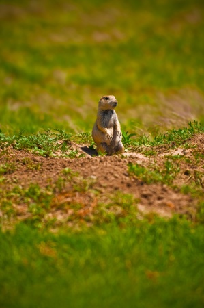 Cute little Prairie dog  in a Prairie dog town in South Dakotaの写真素材