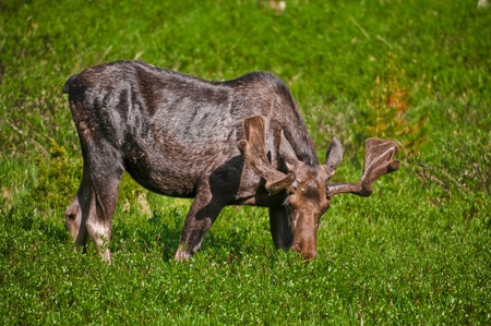 Young moose grazing on the grass in south dakotaの写真素材