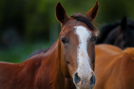 Portrait of a Beautiful Horse feeding in a grassy pastureの写真素材