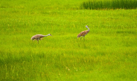 Two adult and one young sandhill crane birds in yellowstone national parkの写真素材