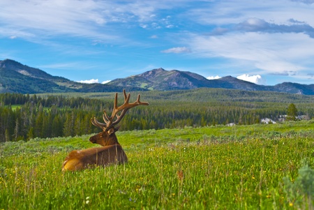 Beautiful Majestic Wild Male Elk in Yellowstone National Parkの写真素材