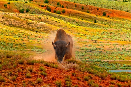 Angry Buffalo ready to charge on the  red dirt prairie in Thermopolis Wyomingの写真素材