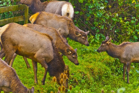 Group of Elk grazing on the green pastureの写真素材