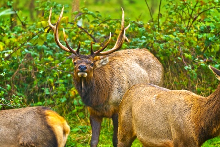 Group of Elk grazing on the green pastureの写真素材