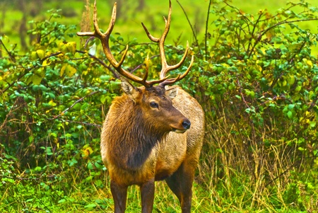 Male Elk grazing on the green pastureの写真素材