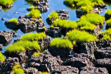 Close up shot of a Turf, Peat pattern in the swamp waterの写真素材