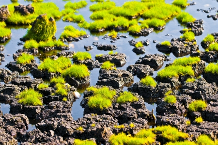 Close up shot of a Turf, Peat pattern in the swamp waterの写真素材