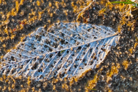 Close up of a dry dead leaf in the sand lit by sunset lightの写真素材