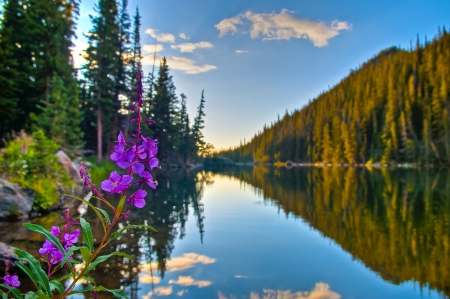 Beautiful Purple Columbine at Sunrise over Dream Lake in Colorado