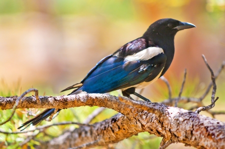 Close-up shot of a Magpie Bird Perched on the tree branchの写真素材