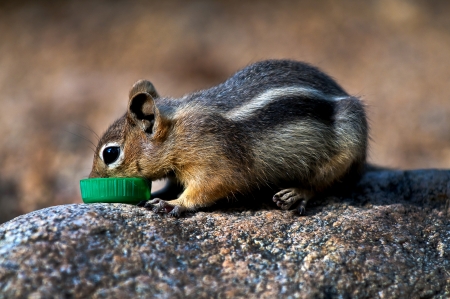 Little Chipmunk drinking out of a green bottle capの写真素材